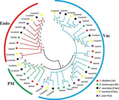 Genome-wide identification of NHX (Na+/H+ antiporter) gene family in Cucurbita L. and functional analysis of CmoNHX1 under salt stress